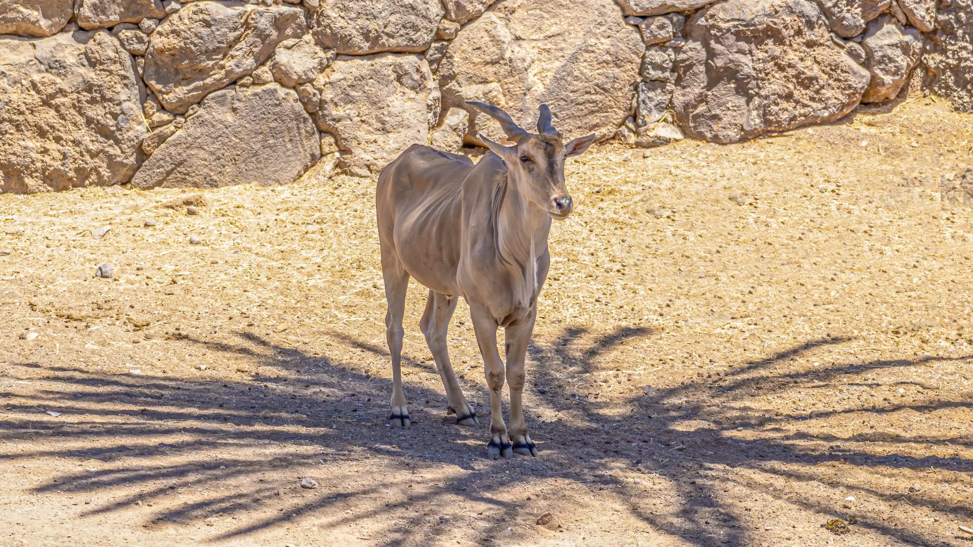 Antilope dans son enclos au zoo