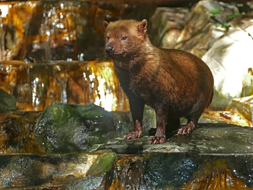 Chien des buissons au Zoo des Sables d’Olonne