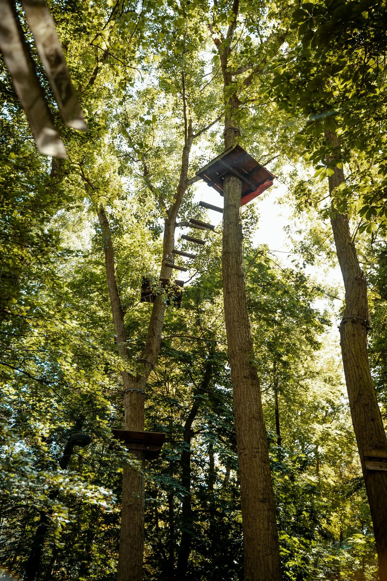 Parcours accrobranche dans les arbres
